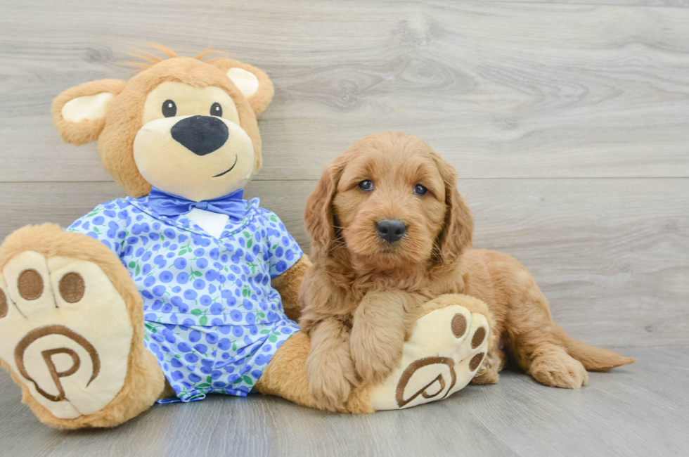 5 week old Mini Goldendoodle Puppy For Sale - Florida Fur Babies