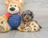 8 week old Mini Goldendoodle Puppy For Sale - Florida Fur Babies