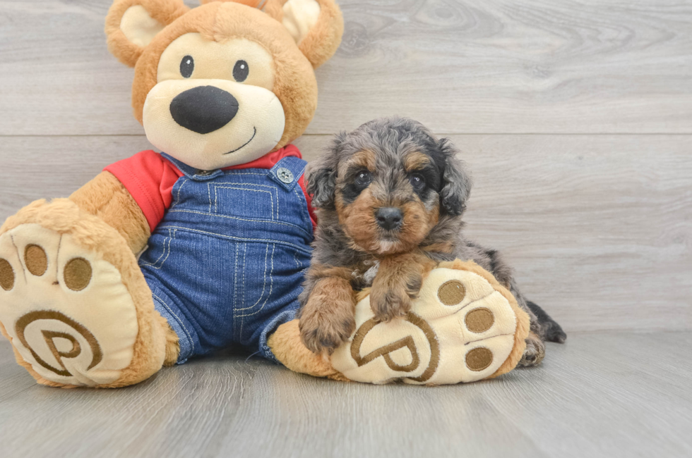 5 week old Mini Goldendoodle Puppy For Sale - Florida Fur Babies