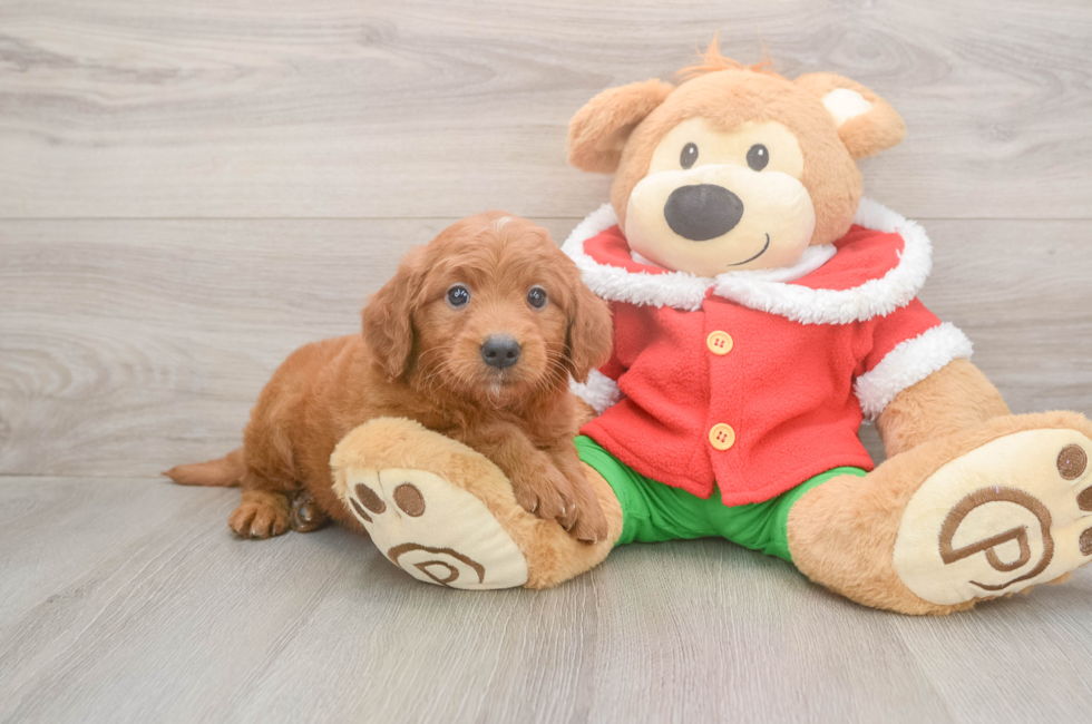 5 week old Mini Goldendoodle Puppy For Sale - Florida Fur Babies
