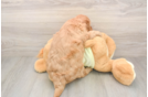 Best Mini Goldendoodle Baby
