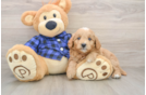 Best Mini Goldendoodle Baby