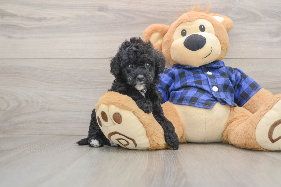 Energetic Golden Doodle Poodle Mix Puppy