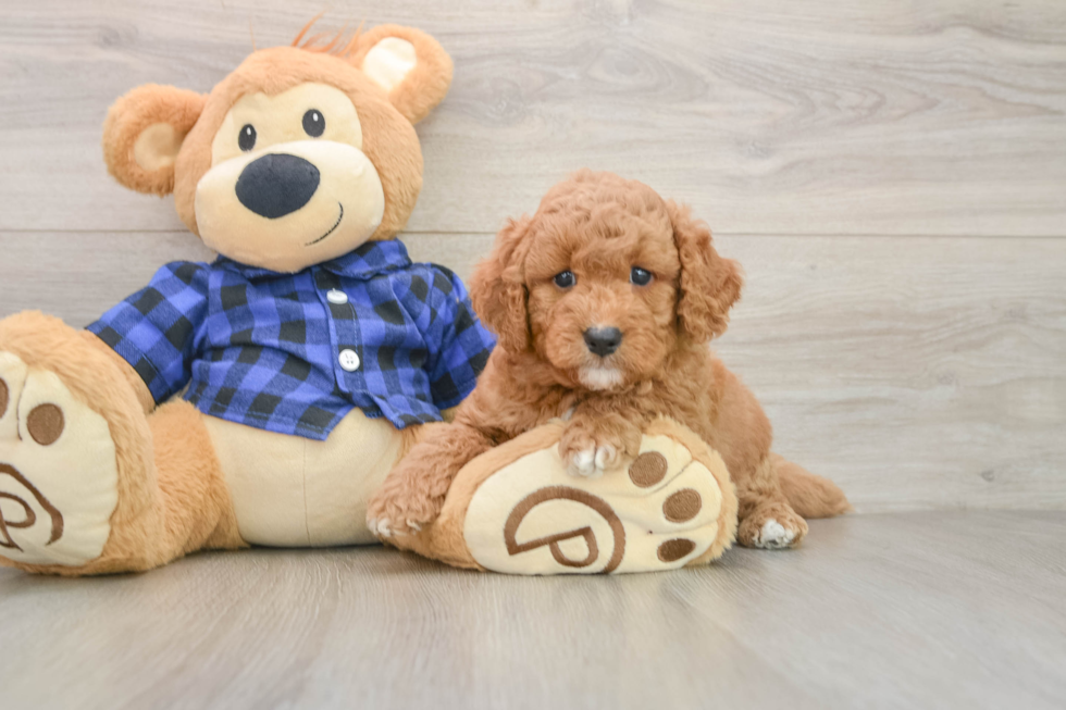 Funny Mini Goldendoodle Poodle Mix Pup