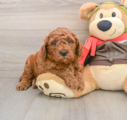 6 week old Mini Goldendoodle Puppy For Sale - Florida Fur Babies