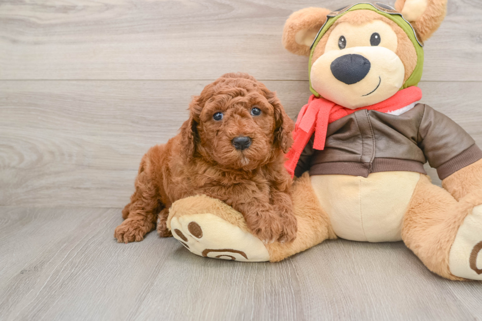 Best Mini Goldendoodle Baby