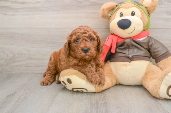 Best Mini Goldendoodle Baby