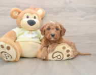 8 week old Mini Goldendoodle Puppy For Sale - Florida Fur Babies