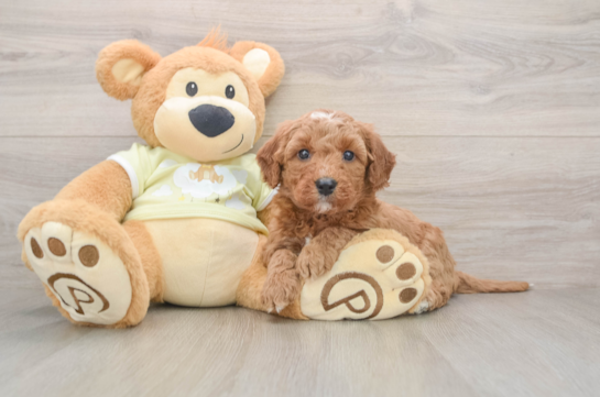 Best Mini Goldendoodle Baby