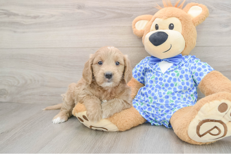 Smart Mini Goldendoodle Poodle Mix Pup