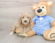 7 week old Mini Goldendoodle Puppy For Sale - Florida Fur Babies
