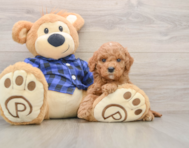 6 week old Mini Goldendoodle Puppy For Sale - Florida Fur Babies