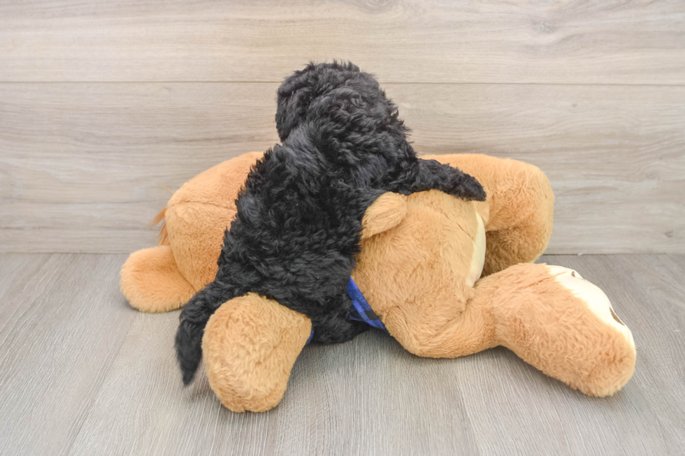 Hypoallergenic Mini Goldiepoo Poodle Mix Puppy