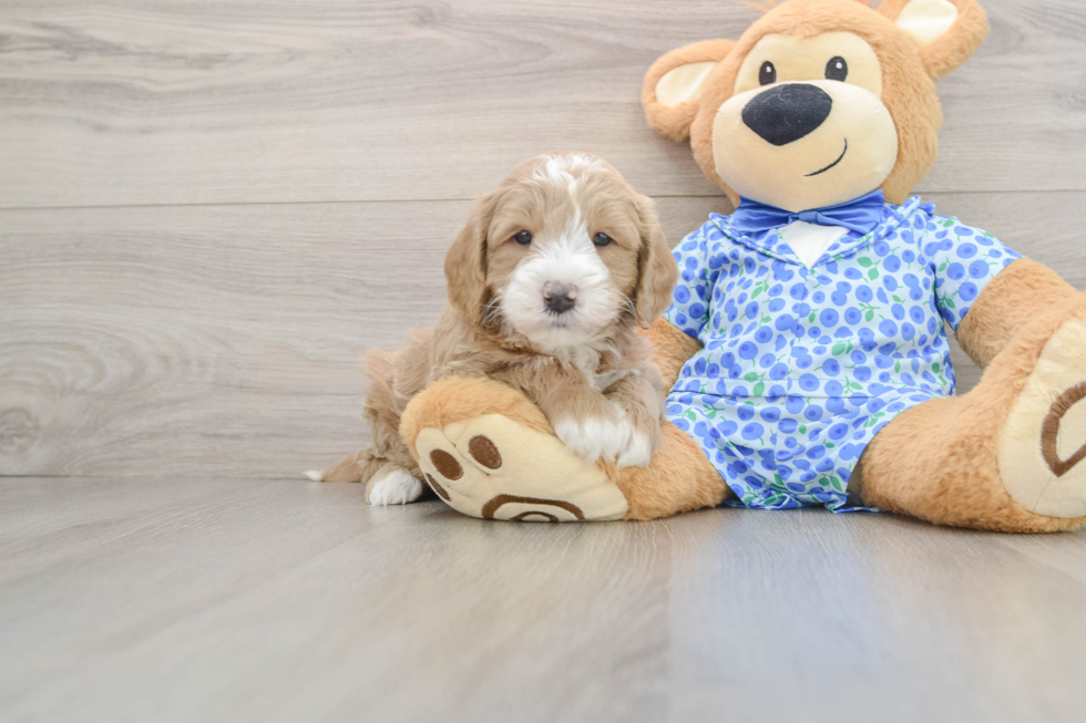 Energetic Golden Doodle Poodle Mix Puppy