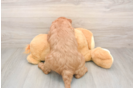 Mini Goldendoodle Puppy for Adoption