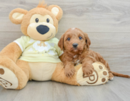 7 week old Mini Goldendoodle Puppy For Sale - Florida Fur Babies