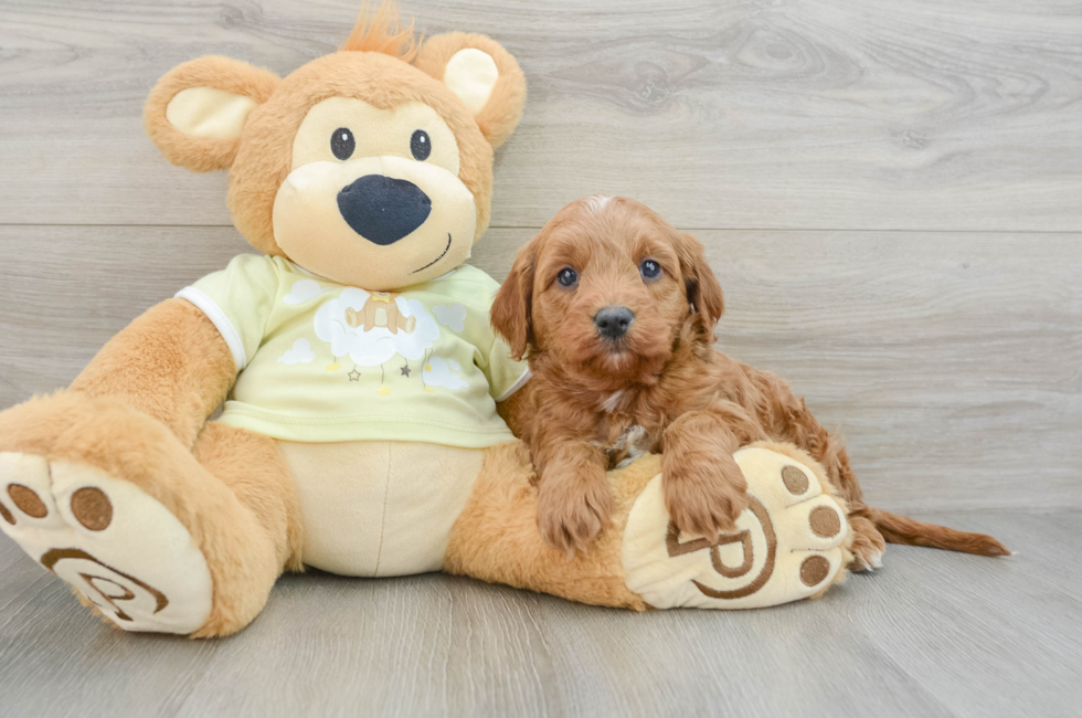 7 week old Mini Goldendoodle Puppy For Sale - Florida Fur Babies