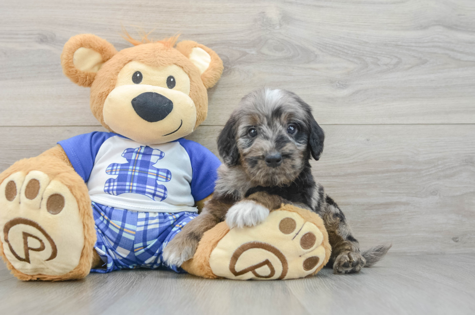 6 week old Mini Goldendoodle Puppy For Sale - Florida Fur Babies