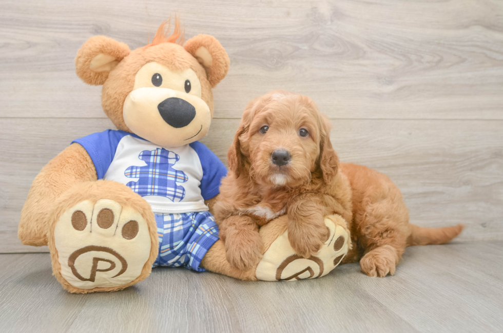 7 week old Mini Goldendoodle Puppy For Sale - Florida Fur Babies