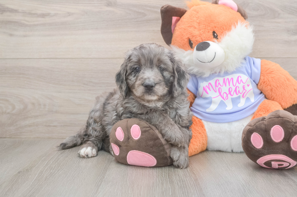 5 week old Mini Goldendoodle Puppy For Sale - Florida Fur Babies