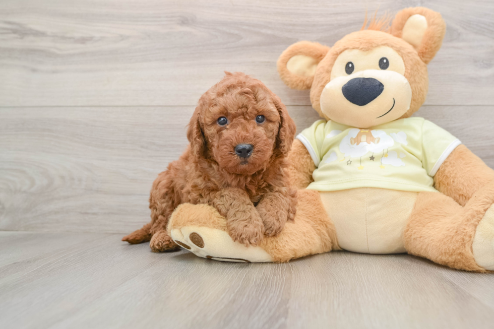 Popular Mini Goldendoodle Poodle Mix Pup