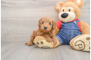 Best Mini Goldendoodle Baby