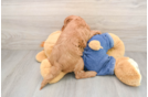 Mini Goldendoodle Pup Being Cute