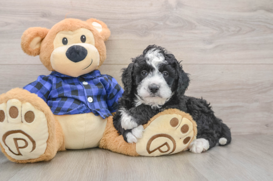 Fluffy Mini Goldendoodle Poodle Mix Pup