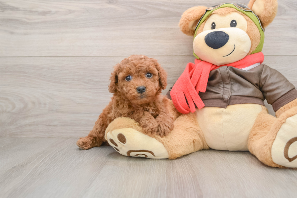Small Mini Goldendoodle Baby