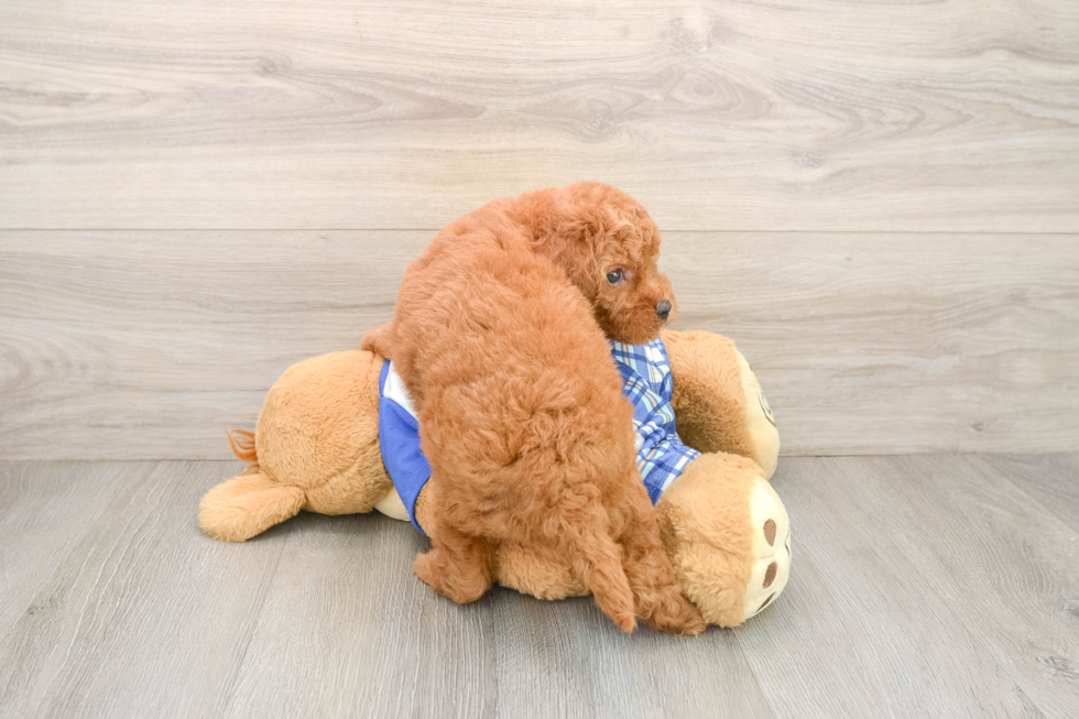 Mini Goldendoodle Pup Being Cute