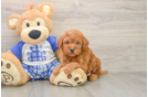 Mini Goldendoodle Puppy for Adoption