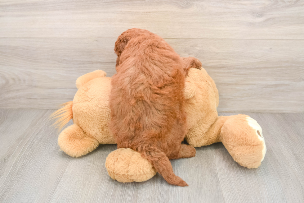 Fluffy Mini Goldendoodle Poodle Mix Pup