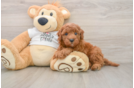 Best Mini Goldendoodle Baby