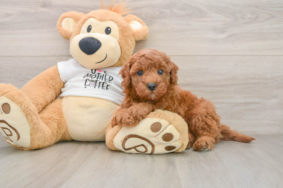 Best Mini Goldendoodle Baby