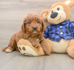 6 week old Mini Goldendoodle Puppy For Sale - Florida Fur Babies