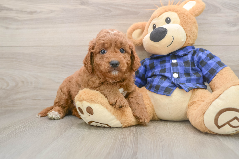 Happy Mini Goldendoodle Baby