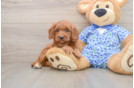Adorable Golden Retriever Poodle Mix Poodle Mix Puppy