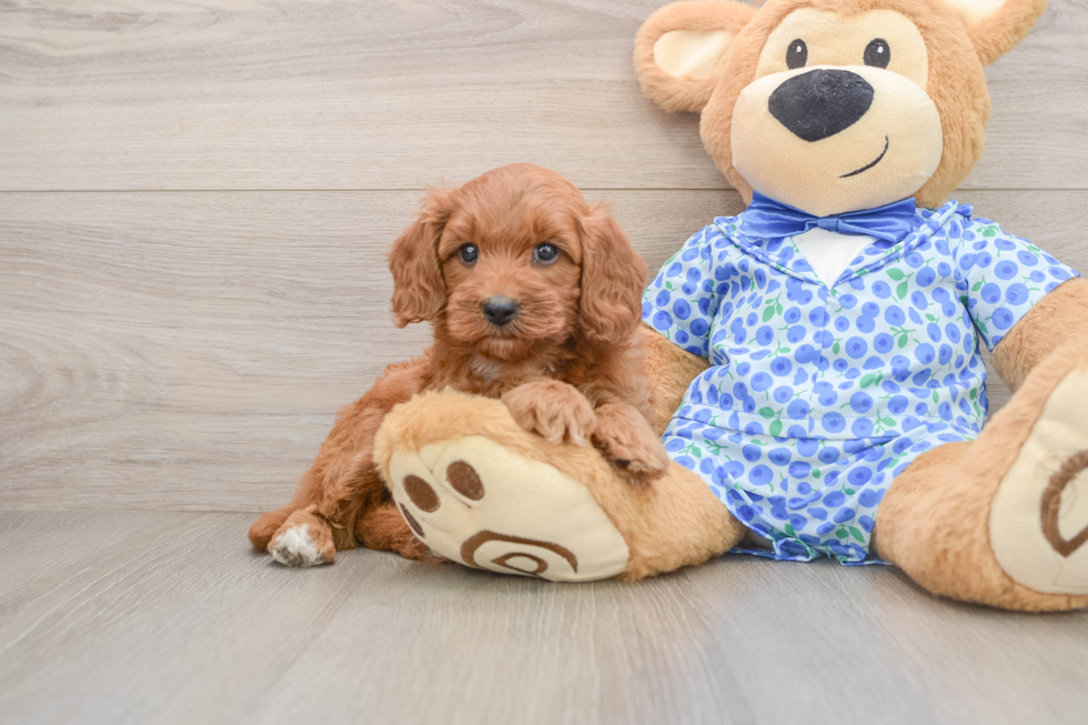 Adorable Golden Retriever Poodle Mix Poodle Mix Puppy
