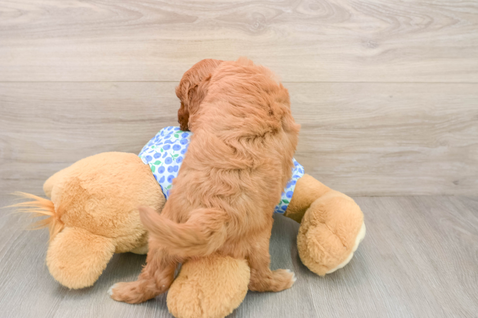 Playful Mini Groodle Poodle Mix Puppy