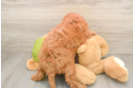 Mini Goldendoodle Pup Being Cute
