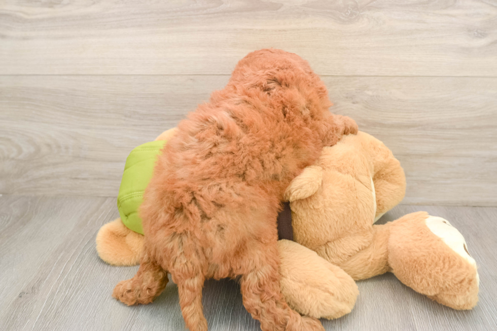 Mini Goldendoodle Pup Being Cute