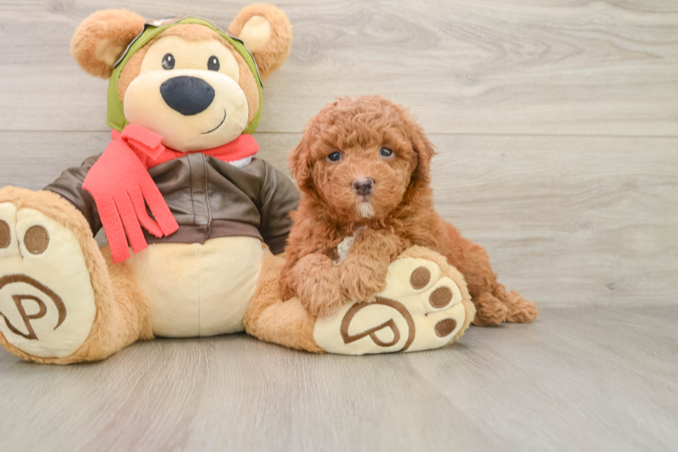 Cute Mini Goldendoodle Baby