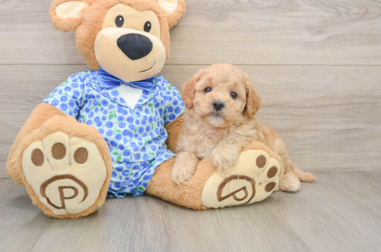 Mini Goldendoodle Puppy for Adoption