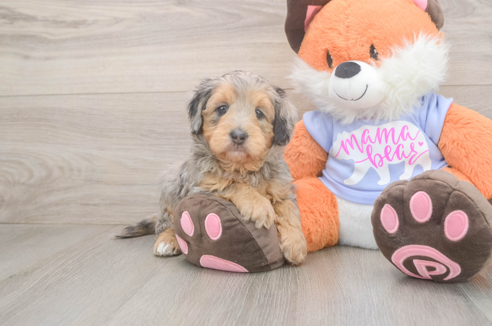 5 week old Mini Goldendoodle Puppy For Sale - Florida Fur Babies