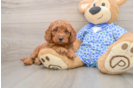 Small Mini Goldendoodle Baby