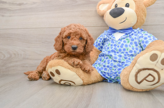 Small Mini Goldendoodle Baby