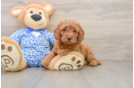 Best Mini Goldendoodle Baby