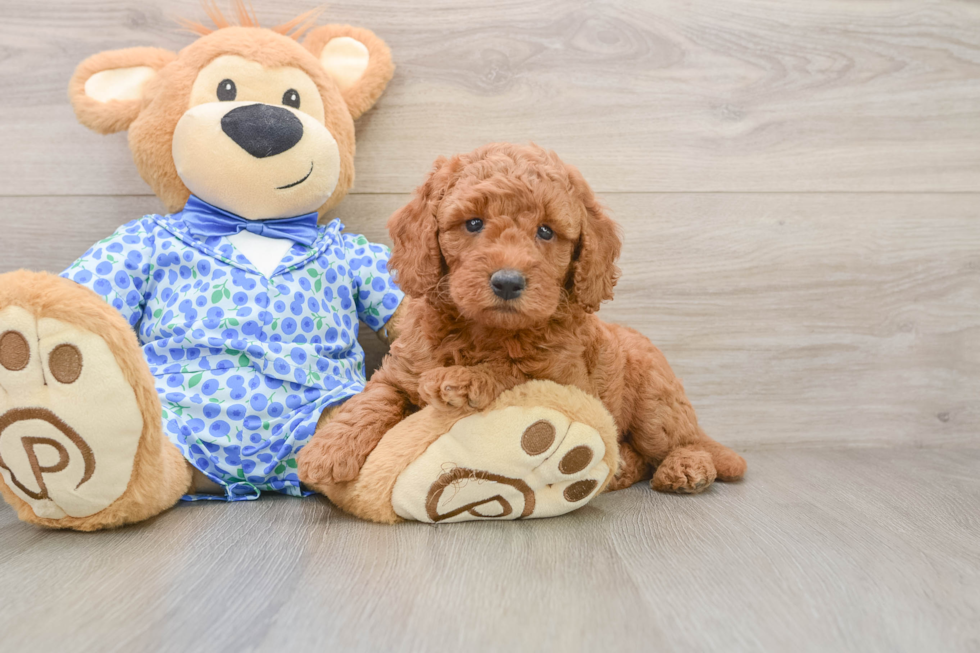Best Mini Goldendoodle Baby