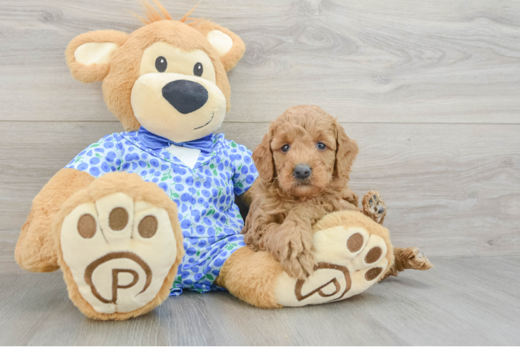 Friendly Mini Goldendoodle Baby