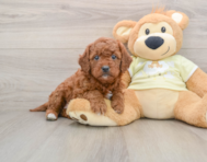 8 week old Mini Goldendoodle Puppy For Sale - Florida Fur Babies